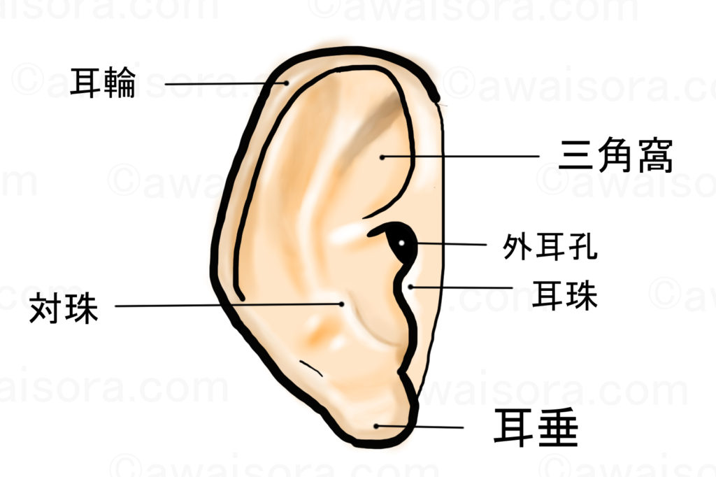 耳介のイメージマップ